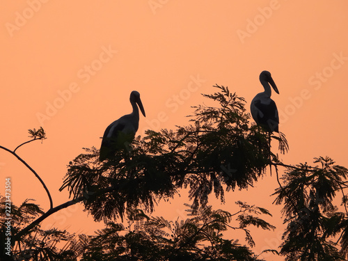 Two Asian Openbill Storks Silhouetted on a Tree at Sunset, Tropical Birds Against a Glowing Orange Sky, Maharashtra, India