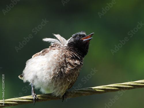 Red-vented Bulbul Bird Perching on a Wire, Close Up Wildlife Photography in Maharashtra, India