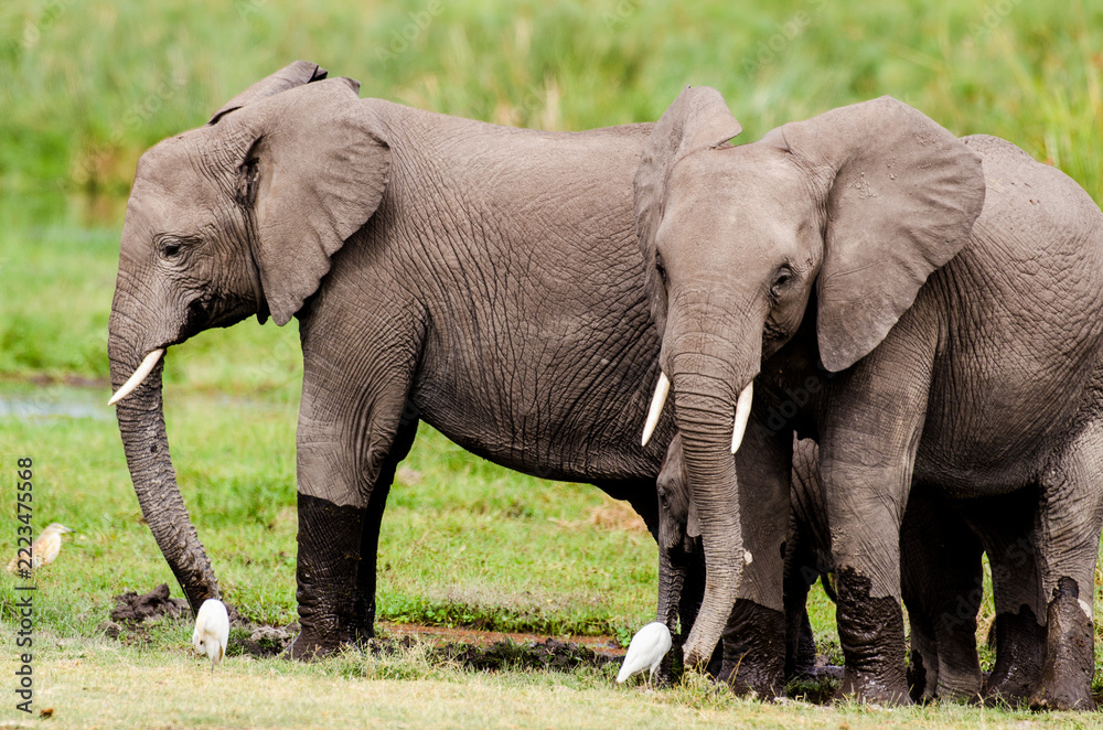Fototapeta premium Eléphant d’Afrique,