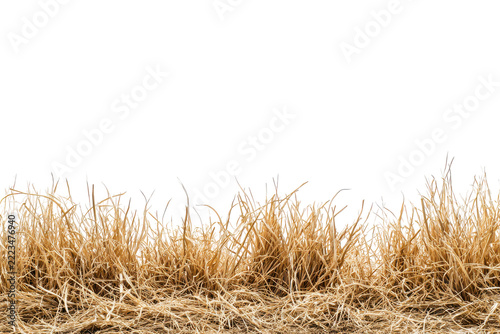 Dry golden wheat stalks blowing in wind isolated on transparent background. Golden wheat fields isolated on white background.