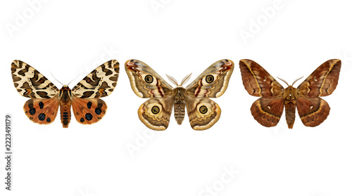 Three moths of different patterns and colors for the concept of entomology and insect diversity.
