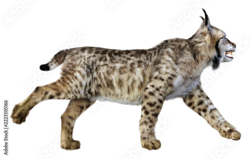 3D Rendering Lynx on White