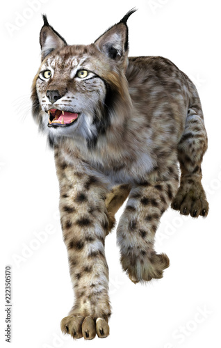 3D Rendering Lynx on White