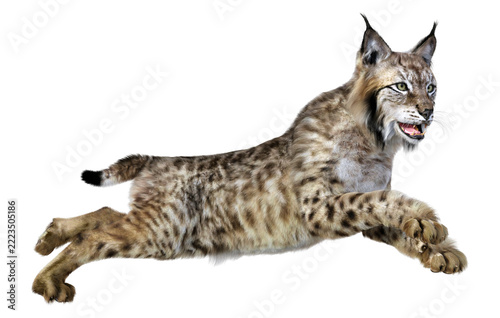 3D Rendering Lynx on White