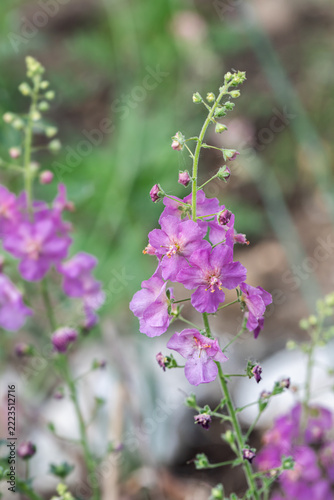 Purple mullein (Verbascum phoenicum). Spike with purple blossoms.