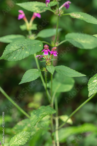 Hairy hempnettle (Galeopsis pubescens). Typical weed at shadowy places.