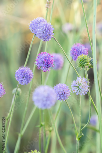 Devil's-bit (Succisa pratensis). Plant grows in moist wildflower meadows.