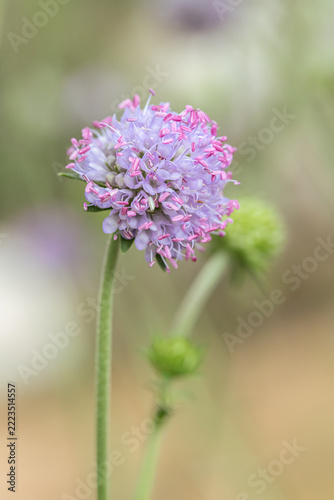 Devil's-bit (Succisa pratensis). Plant grows in healthy wildflower meadows. Macro shot of the blossom.