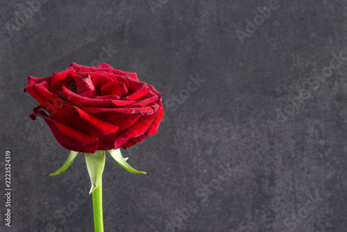 red rose on a black background.
