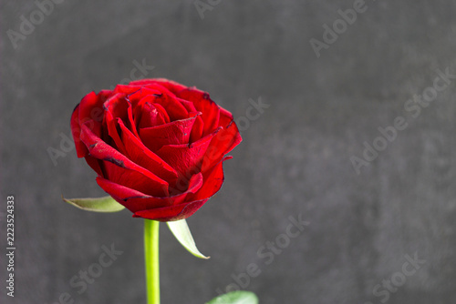 red rose on a black background.
