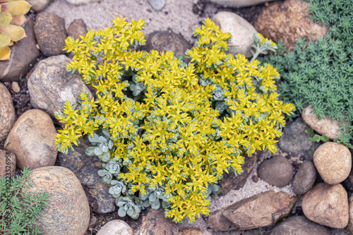 Yellow stonecrop (Sedum spathulifolium). Pale blue foliage and yellow blossoms.
