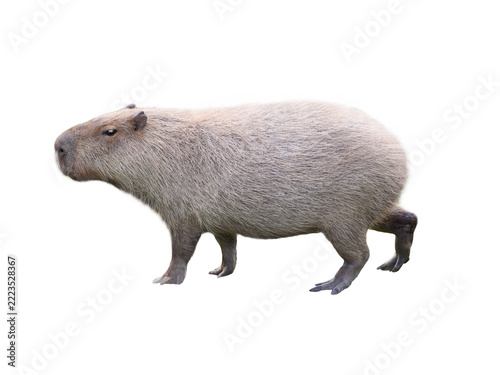 Capybara isolated on a white background in full length
