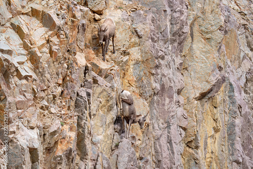 Bighorn Sheep - Fearless