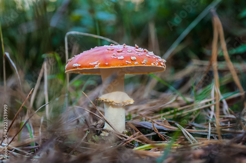 Red Amanita muscaria mushrooms in a forest	