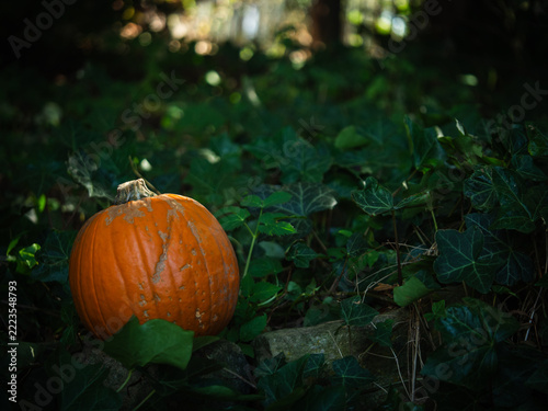 Autumn orange pumpkin in dark green ivy