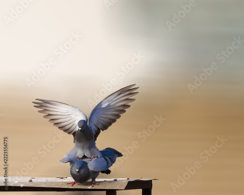 A pair of rock Pigeon