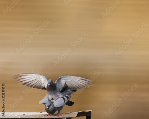 A pair of rock Pigeon