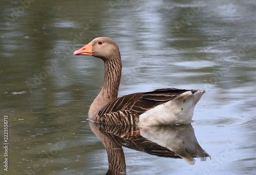 Greylag goose swimming on the water.