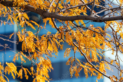 Autumn yellow leaves on branches in front of an office building on a sunny day. 