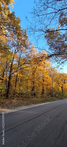 road in autumn forest