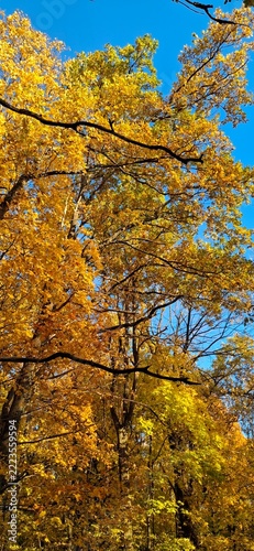 autumn trees in the autumn