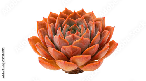 Fotografie Orange echeveria succulent plant features dense fleshy rosette leaves for botanical floral compositions
