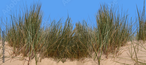 Sand dunes on a beach against a clear blue sky with marram grass in closeup