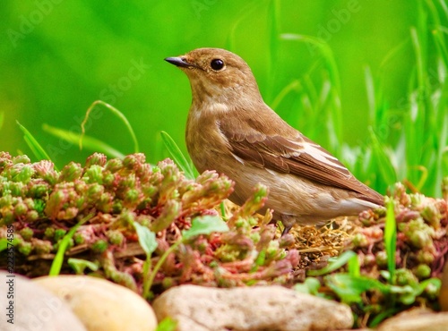 Fotografie robin on the grass
