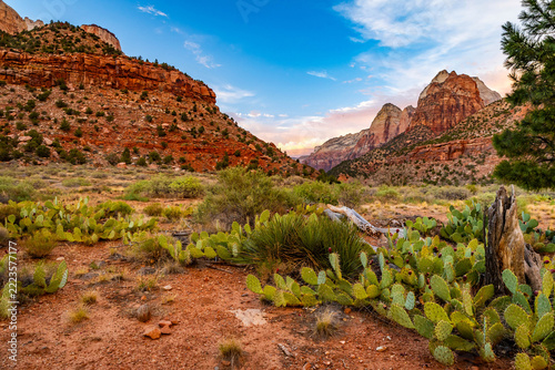 Desert prickly pear cactus landscape at sunset in Zion