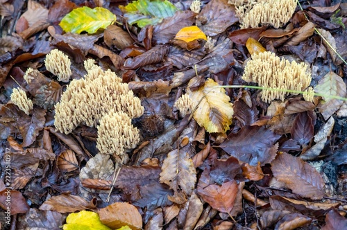 Mushrooms grow among dried leaves on forest floor in autumn season