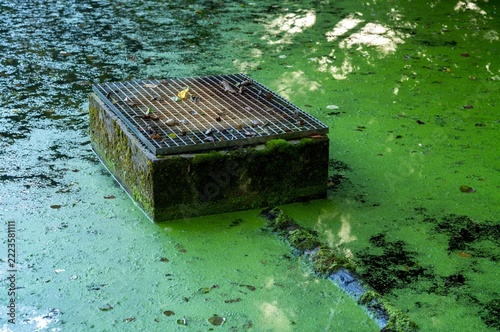 Water covered with green substance near a grate in a park area during daylight