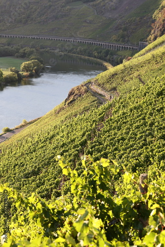 Weinberge an der Mosel, Deutschland