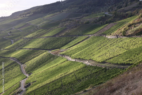 Weinlagen der Mosel, Rheinland-Pfalz