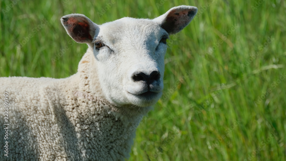Obraz premium White sheep green grass meadow copyspace