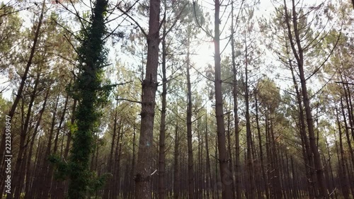 Trees in Landes pine forest with sunlight filtering through branches