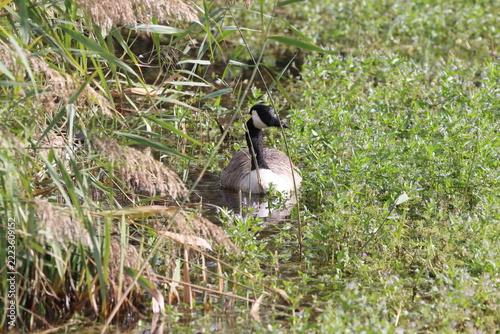 Canada Goose (Branta canadensis)feeding in the reedbed.