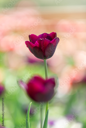 red tulips in the garden