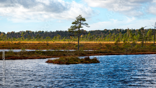 Landscape from a bog, sunny summer day with bog vegetation, trees, moss and ponds, cloudy sky, clouds reflecting in dark bog water,