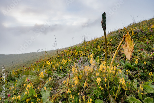 Yellow alpine wildflowers with dew on misty slope at Kori, Nepal