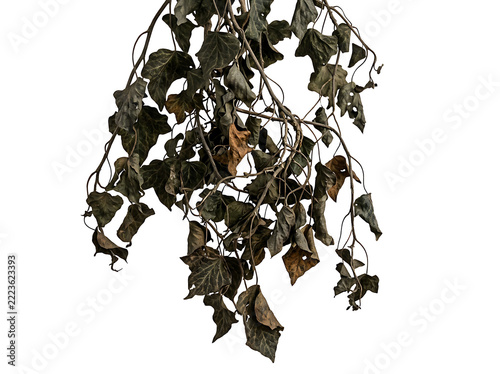 Dried ivy vines hanging, isolated on transparent background