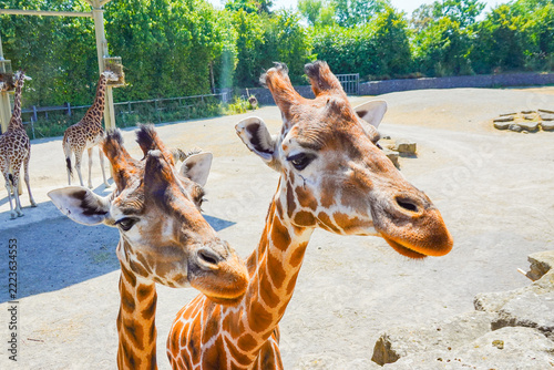 Photography View of two giraffes in the foreground with another giraffe in the background at Dublin Zoo, Dublin 8, County Dublin, Ireland