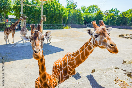 Photography View of giraffes in an enclosure at Dublin Zoo with trees and a zebra in the background in Dublin 8, County Dublin, Ireland