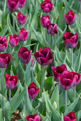 red tulips in the garden