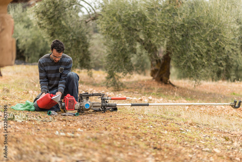 Real images of work day of men collecting black olives for produce olive oil