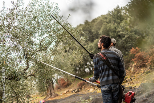 Man bears the olives with a stick and other times with a vibrating machine so that the fruits fall and collect them to make oil