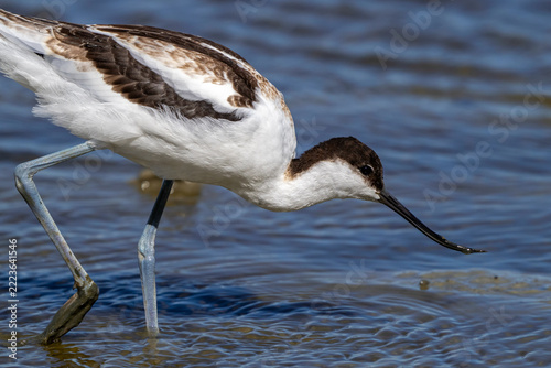 Pied avocet (Recurvirostra avosetta) foraging in shallow water of pond by scything its curved bill from side to side 