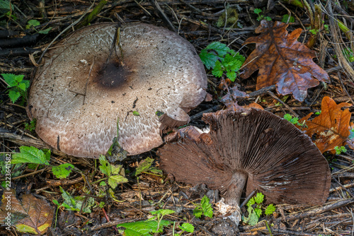 Scaly wood mushroom / blushing wood mushroom / pinewood mushroom (Agaricus silvaticus / Agaricus sylvaticus), edible mushrooms in forest in autumn