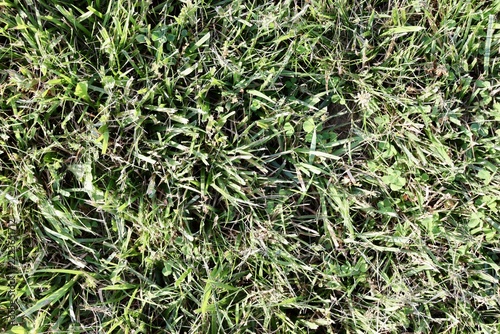 A close view of the green grass turf surface.