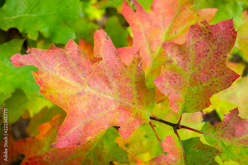 Close-up of colorful autumn leaves