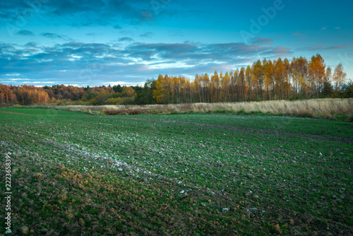 Autumn evening landscape of a field and forest